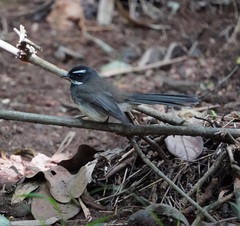 Rhipidura albogularis