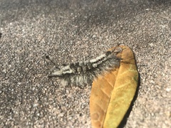 Dasychira meridionalis