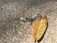Dasychira meridionalis