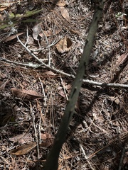 Zanthoxylum clava-herculis