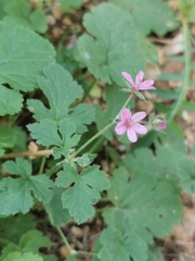 Erodium malacoides