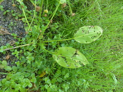 Alisma plantago-aquatica