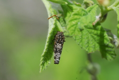 Dismorpha fossulata