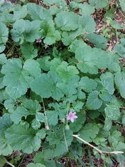 Erodium malacoides