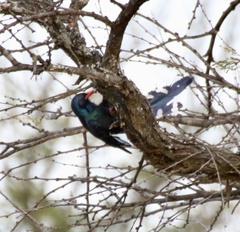 Phoeniculus purpureus