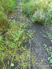 Alisma plantago-aquatica