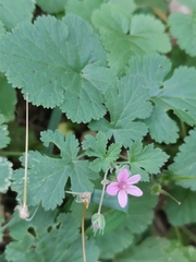 Erodium malacoides