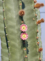 Neoraimondia herzogiana