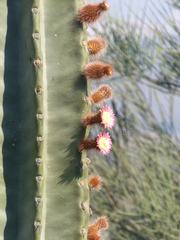 Neoraimondia herzogiana