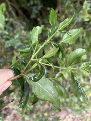 Psydrax obovata elliptica