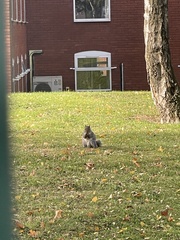 Sciurus carolinensis