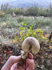 Agaricus kriegeri