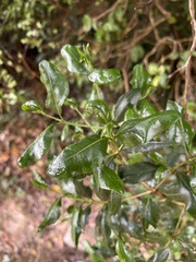Psydrax obovata elliptica