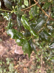 Psydrax obovata elliptica