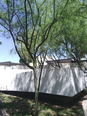 Parkinsonia aculeata