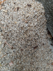 Pheidole obscurithorax