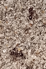Pheidole obscurithorax