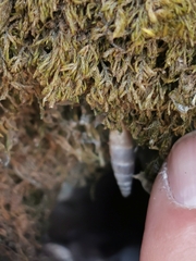 Papillifera papillaris