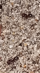 Pheidole obscurithorax