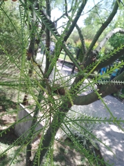 Parkinsonia aculeata