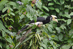 Anthracoceros albirostris