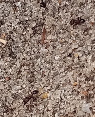 Pheidole obscurithorax