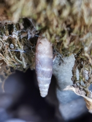 Papillifera papillaris