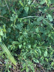 Mimosa strigillosa
