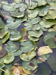 Nymphaea alba