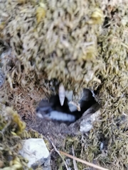 Papillifera papillaris