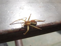 Dolomedes fimbriatus
