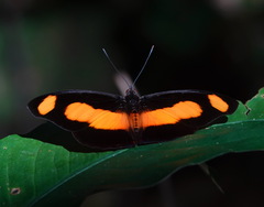 Catonephele salambria