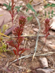 Teloxys aristata
