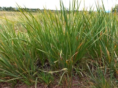 Iris lactea biglumis