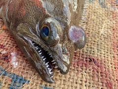 Arrowtooth Flounder photo 2