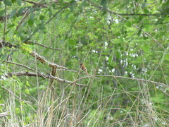 Myiophobus fasciatus