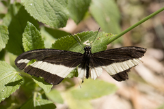 Heraclides hectorides