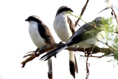 Lanius excubitoroides