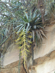 Tillandsia samaipatensis