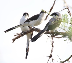 Lanius excubitoroides