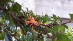 Araneus diadematus