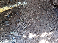 Armadillidium vulgare