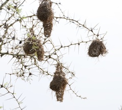 Lanius excubitoroides