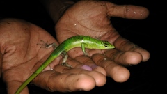 Lamprolepis smaragdina