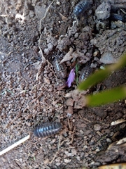 Armadillidium vulgare