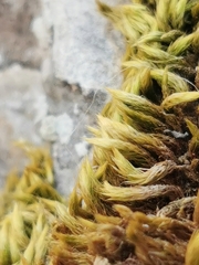 Homalothecium aureum