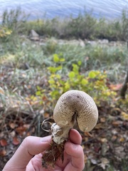 Agaricus kriegeri