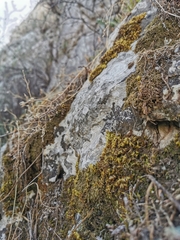 Homalothecium aureum