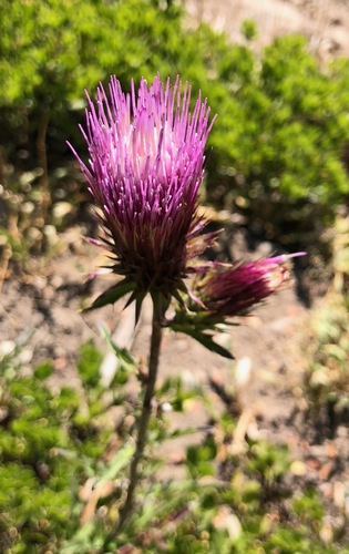 Anderson's Thistle