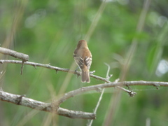 Myiophobus fasciatus